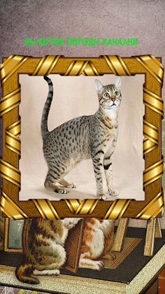 Какой ты котик - Screenshot 3