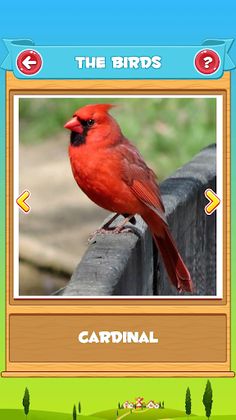 Learn the Birds - Screenshot 2