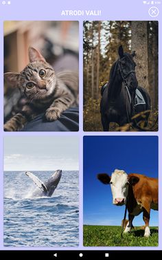 Dzīvnieku balsis - Screenshot 4