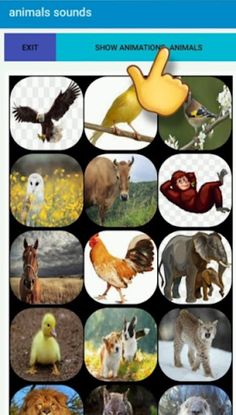 Animalssounds - Screenshot 1