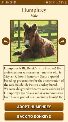 Flicka Donkeys - Screenshot 3