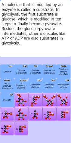 Glycolysis Match Game - Screenshot 3