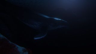 Beyond Blue - Screenshot 1