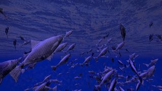 Be a Fish - VR Simulator - Screenshot 3