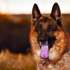 German Shepard Puzzles  Games - Screenshot 3