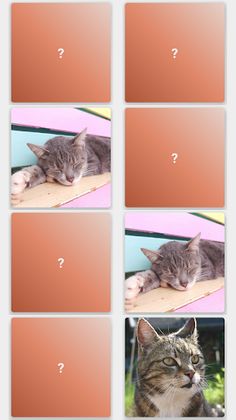 MemoCats - Screenshot 1