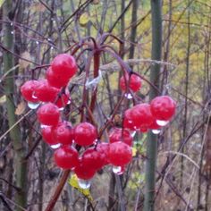 Falling Crocodile - Screenshot 1