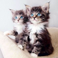 Cute cats app jigsaw puzzles - Screenshot 2