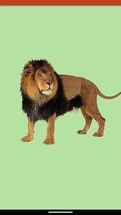 Baby Animal Tap (ad-backed) - Screenshot 4