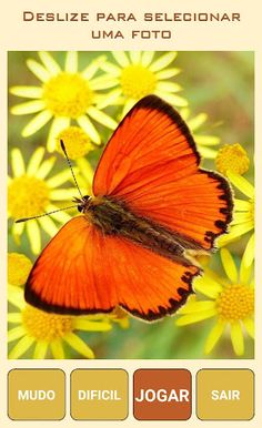 Quebra-Cabeça de Borboletas - Screenshot 1