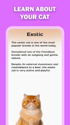 Mini games for cats: Laser - Screenshot 4