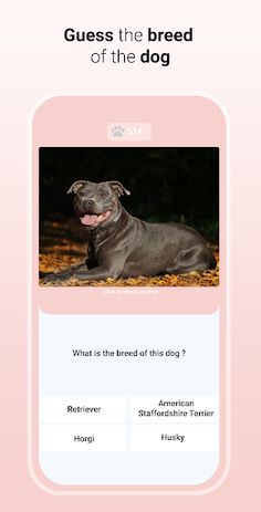 Quiz Dog - Guess the breed - Screenshot 3