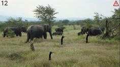 Play4Wild - Screenshot 2