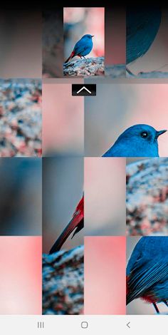 Puzzle Pic - Animal Edition - Screenshot 4