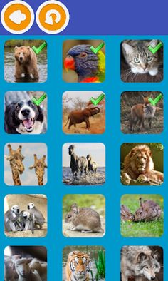 Animal Quiz - Screenshot 2