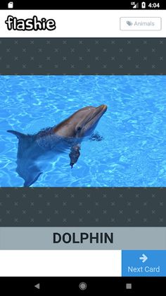 Flashie - Flash Cards For Todd - Screenshot 3