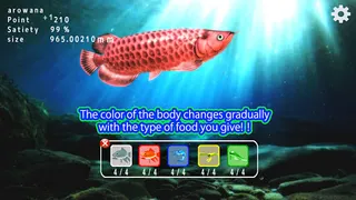 Arowana raising from fry - Screenshot 2