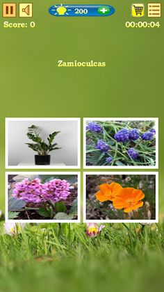 Flowers Quiz - Screenshot 2
