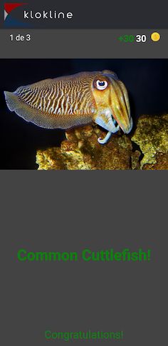 60 Invertebrates Challenge - Screenshot 3