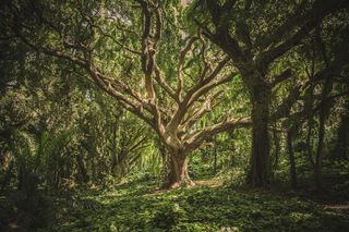 Incredible Forest Jigsaw Puzzl - Screenshot 1
