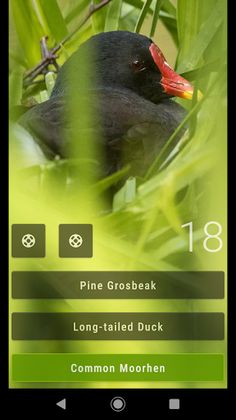 Bird Quiz: Aves Europe - Screenshot 2