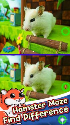 Hamster Maze Find The Differen - Screenshot 2