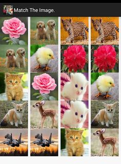 Picture Puzzle - Screenshot 3