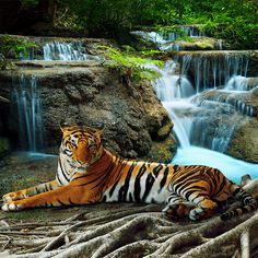 Wild Animals Puzzle Game - Screenshot 1