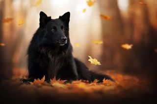 Dog Puzzles Jigsaw Games - Screenshot 2