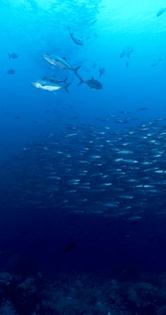 Save the Fish - Screenshot 4