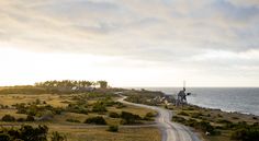 Palm trees - Screenshot 4