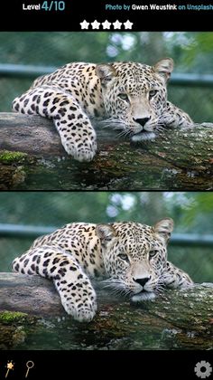 Find 5 Differences - Animals - Screenshot 3