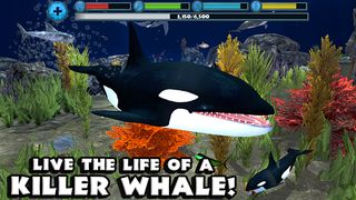 Orca Simulator - Screenshot 1