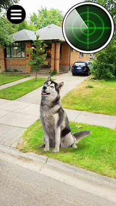 Collect Pocket Dogs - Screenshot 1