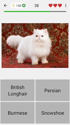 Cats Quiz Guess Popular Breeds - Screenshot 4