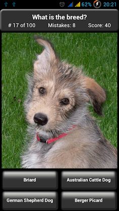 Dog Breed Quiz - Screenshot 4