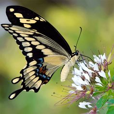 Butterfly Jigsaw Puzzle Games - Screenshot 3