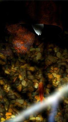 Fish In Wonderland - Screenshot 1