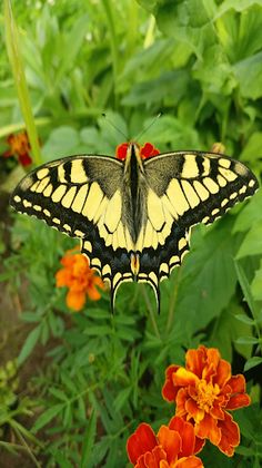 swallowtail butterfly - Screenshot 1