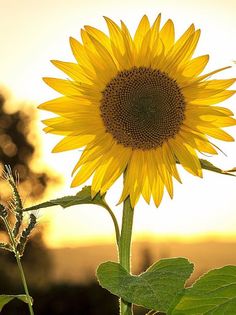 My guess the pic - Screenshot 1