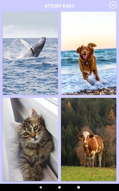 Dzīvnieku balsis Lite - Screenshot 4