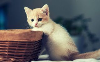 Cat Games - Kittens Puzzles - Screenshot 1