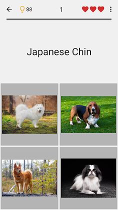 Dogs Quiz - Guess All Breeds! - Screenshot 4