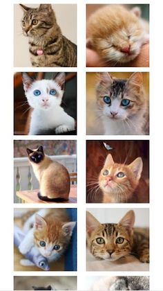 슬라이드 퍼즐 - 야옹이 - Screenshot 2