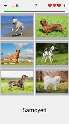 Dogs Quiz - Guess All Breeds! - Screenshot 1