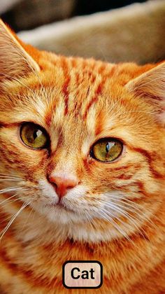 Farm animal sounds for baby - Screenshot 2