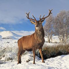 Animal Jigsaw Puzzle - Screenshot 4