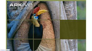 Puzzle Satwa Dilindung - Screenshot 2