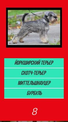 Викторина угадай породу dog со - Screenshot 4