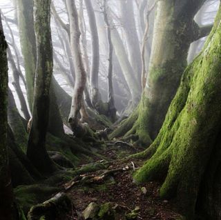 Incredible Forest Jigsaw Puzzl - Screenshot 3